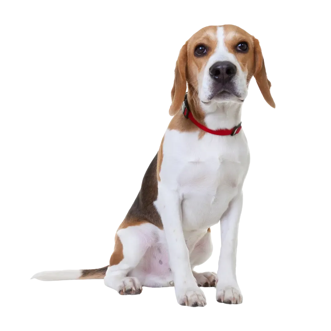 Beagle adult