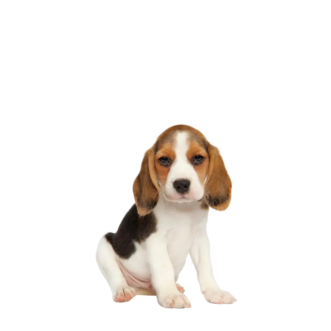 Beagle puppy