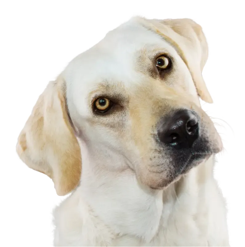 picture of dog peeking up