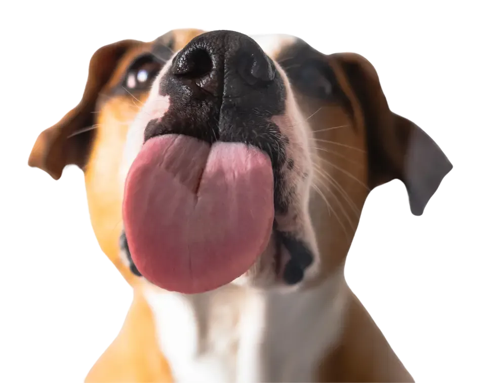 image of dog licking screen