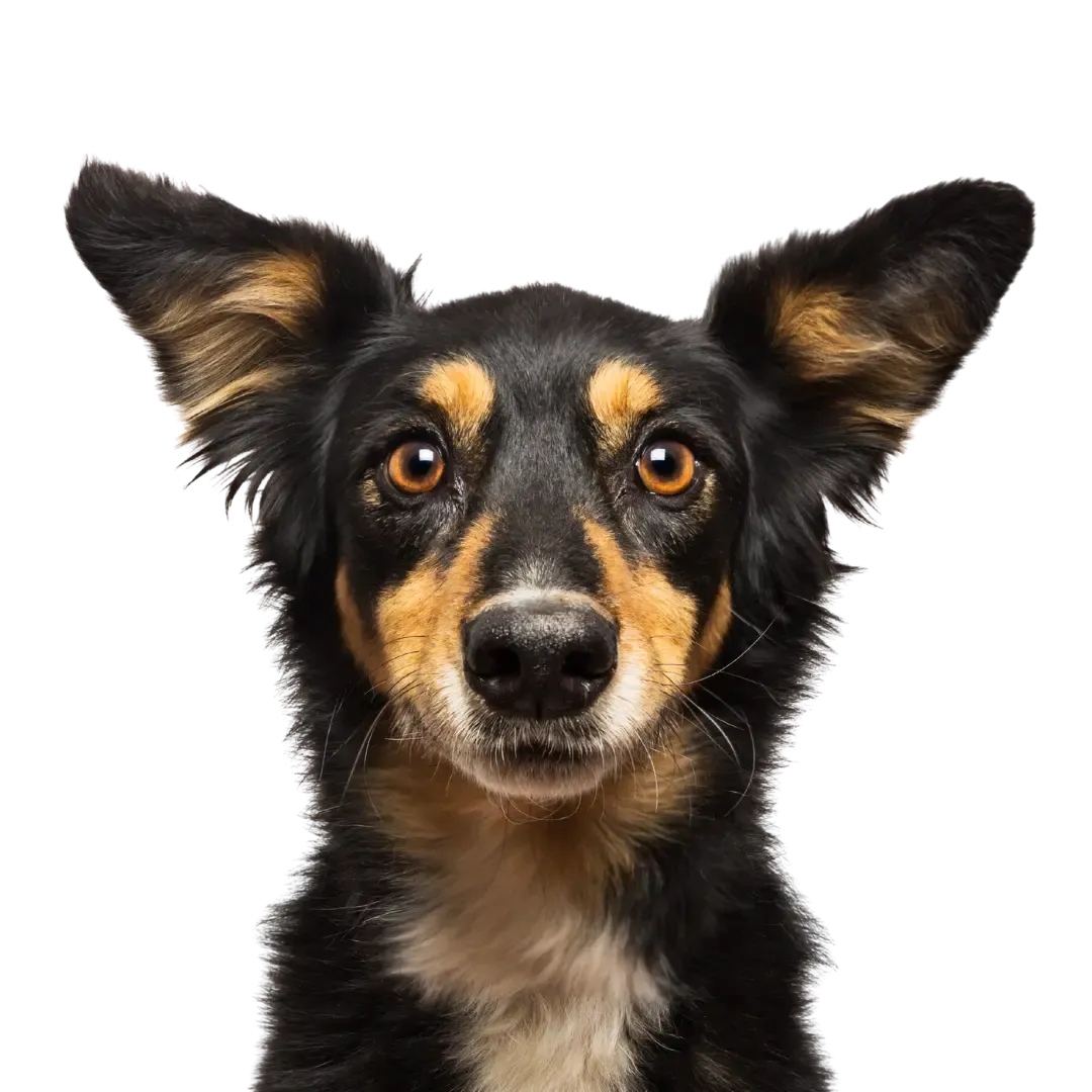 picture of dog peeking up