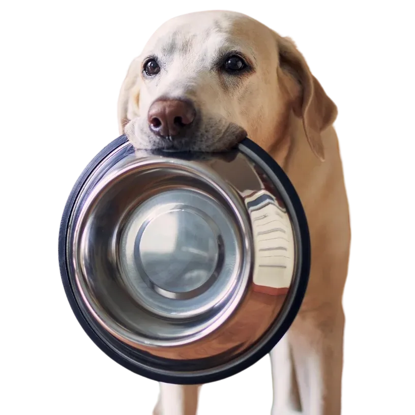 picture of dog holding an empty bowl