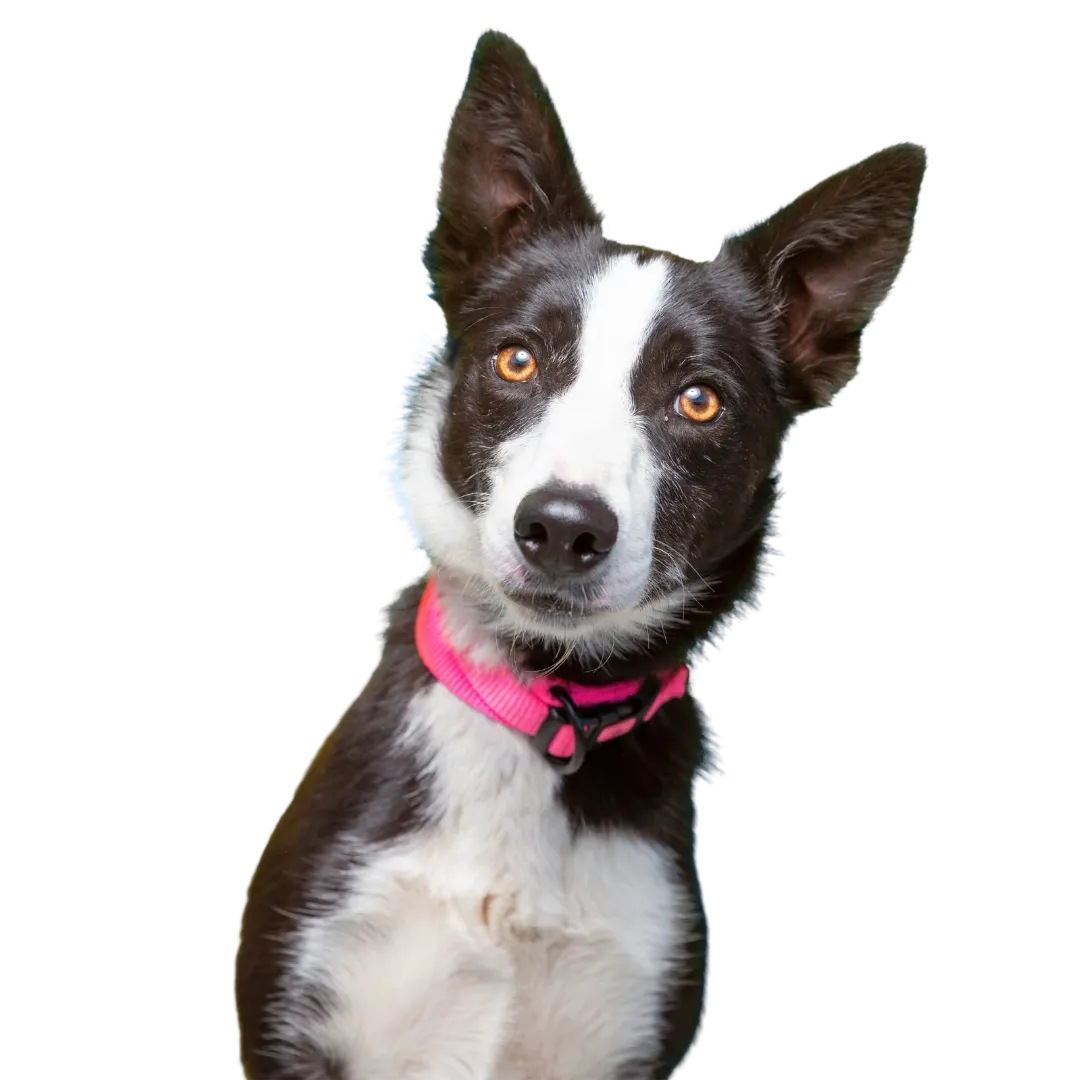Dog portrait