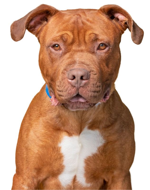 Dog Portrait